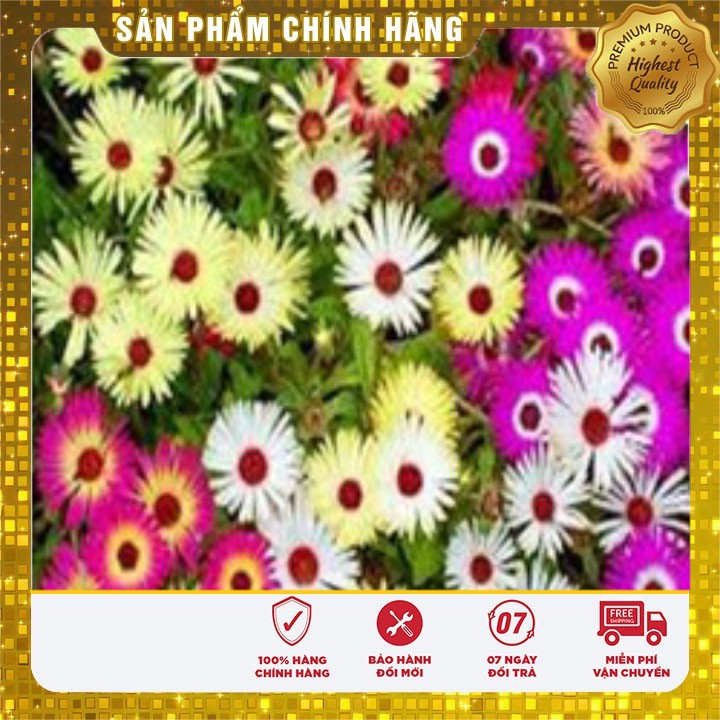 Hạt giống hoa mười giờ châu phi F1 LUCKY SEEDS - 30 hạt