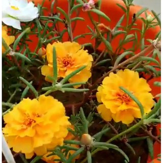 5 cành giống có  hoa nụ mười giờ mỹ kép