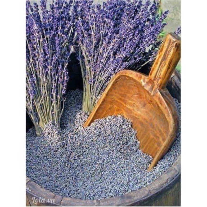 [GÌ CŨNG RẺ] NỤ HOA LAVENDER khô có thể xua đuổi, ngăn chặn côn trùng [bảo đảm công hiệu]