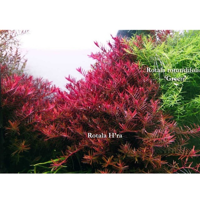 Rotala H'ra - 20 ngọn