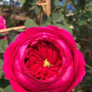 Các loại Hồng ngoại ( hàng nguyên bản)