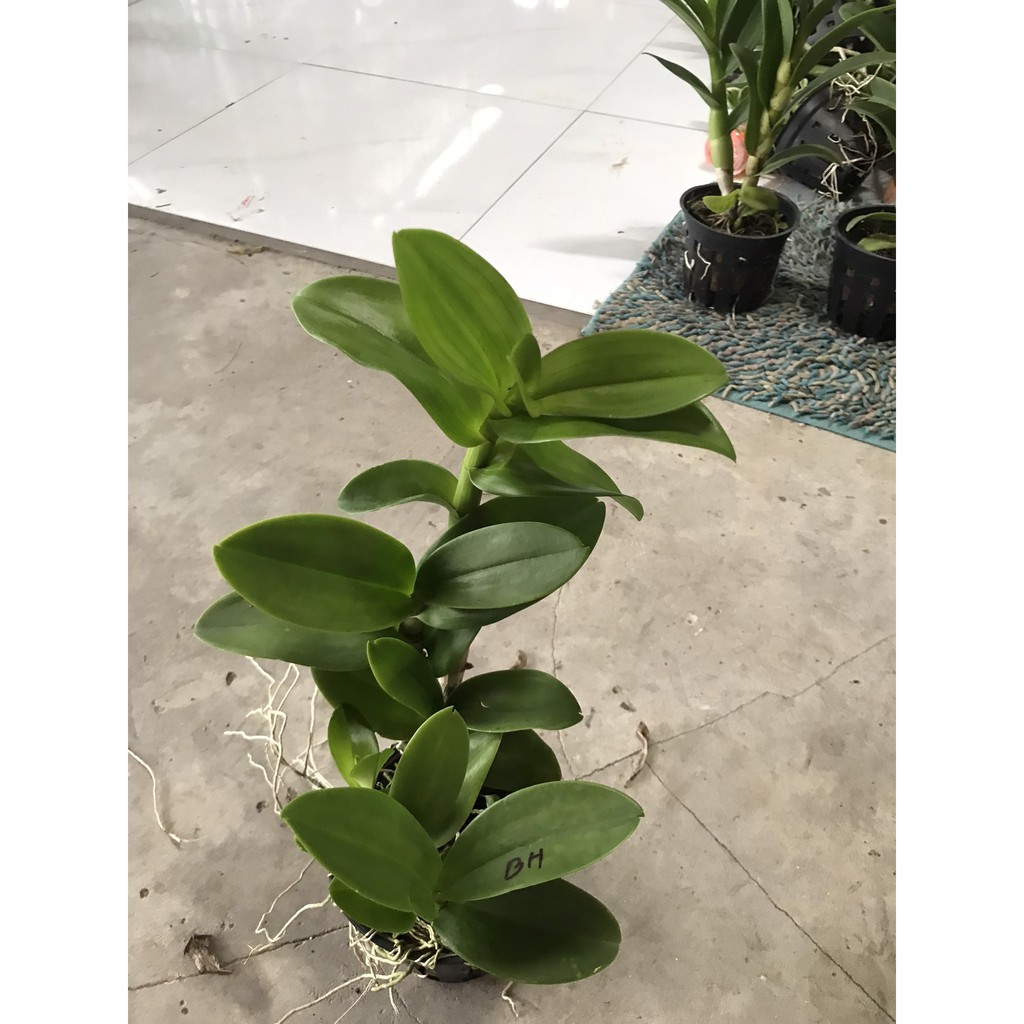 Hoa lan denro nắng bò hồng