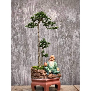 Chậu tượng bonsai ông lão cầm đào
