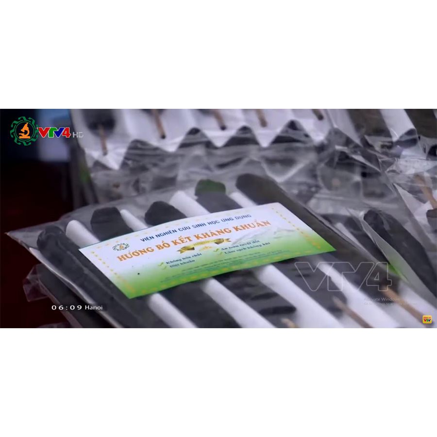 LẺ 10 CÂY HƯƠNG BỒ KẾT | BigBuy360 - bigbuy360.vn