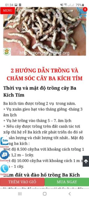 Com bo 10 cây ba kích tím( trồng hiệu quả kinh tế cao.chữa nhiều bệnh )