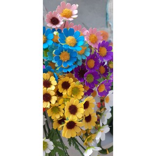 set 50 đầu bông hoa cúc tana