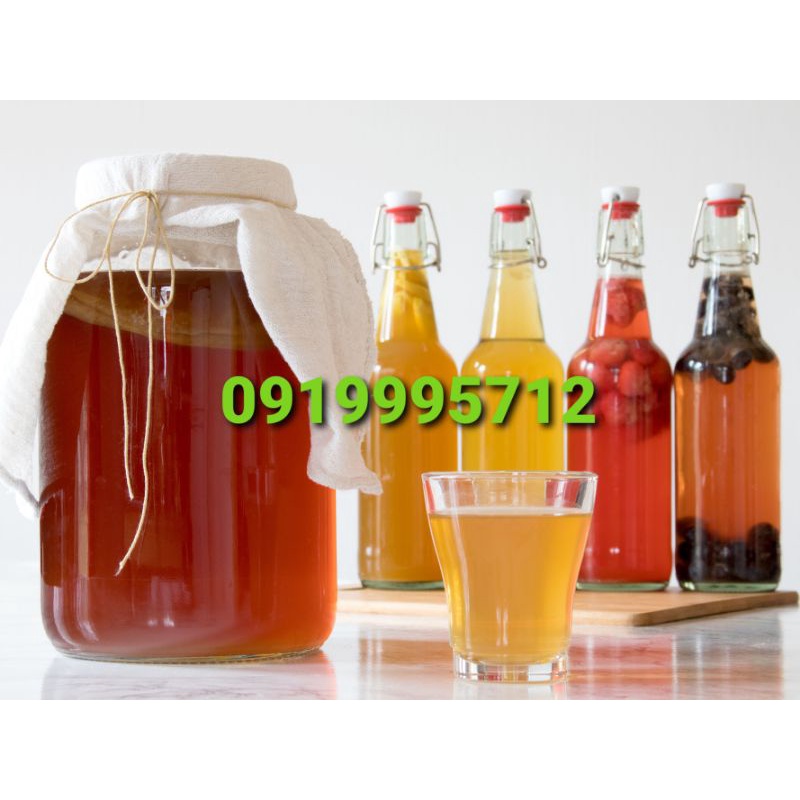 NẤM THỦY SÂM KOMBUCHA LÊN MEN TRÀ VÀ ĐƯỜNG MÍA/ MẬT ONG CÓ GA THƠM NGON