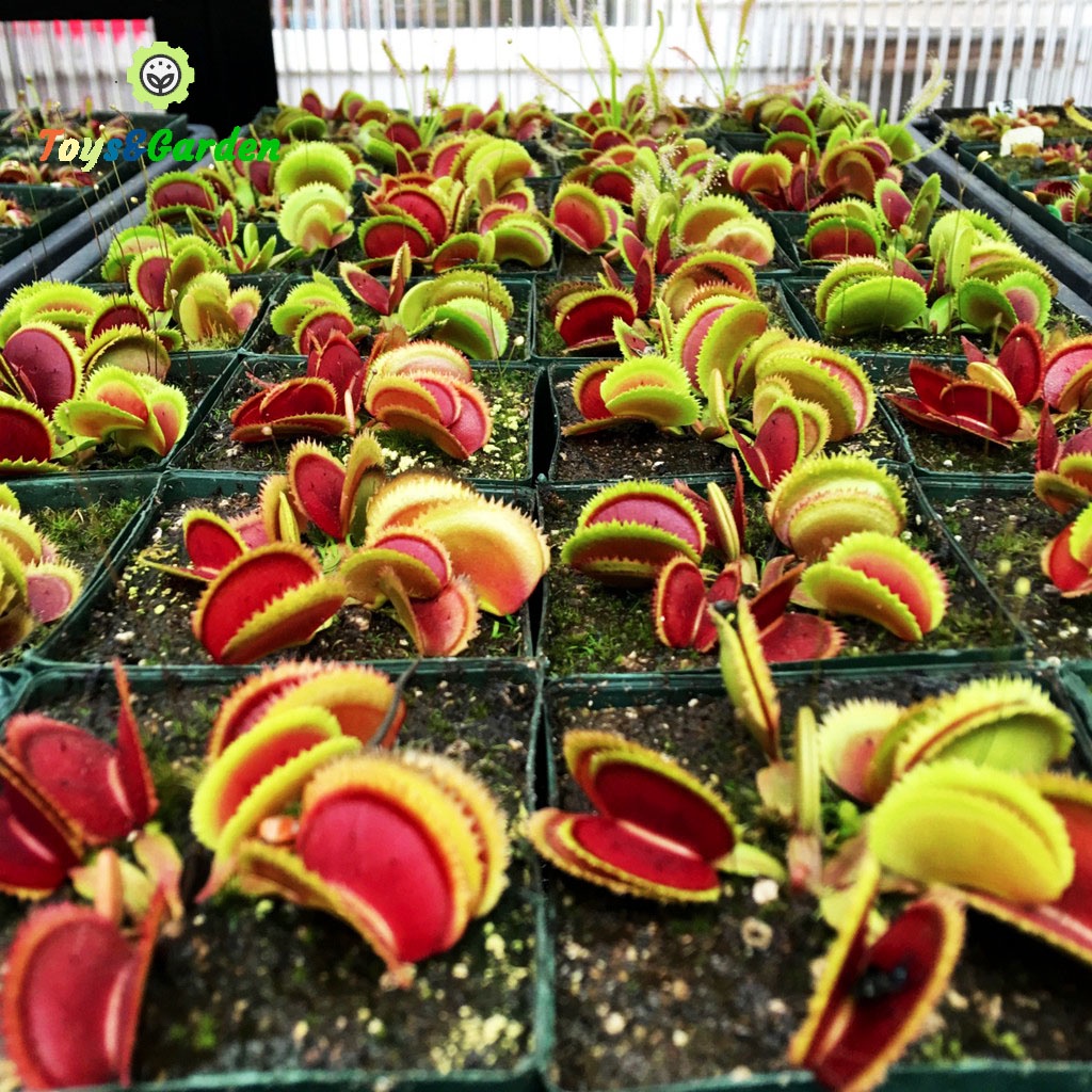 Cây Bẩy Kẹp Venus Flytrap cây bắt mồi cây ăn thịt côn trùng ruồi muổi kiến gián hàn tuyển size to đẹp