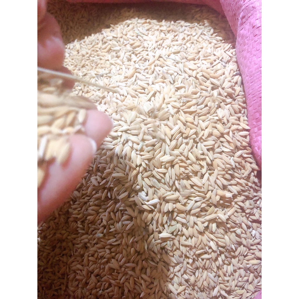 1Kg Lúa  rê sạch cho gà đá, cu gáy, bồ câu, sóc hoặc ươm mầm