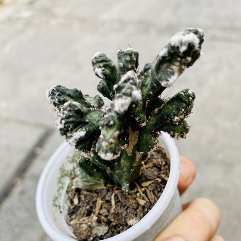 XƯƠNG RỒNG NAI SỪNG TẤM HÙNG DŨNG