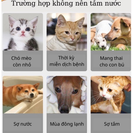 Sữa tắm khô cho chó mèo Fay Groom For Dog/ Borrammy (Dạng xịt cao cấp)