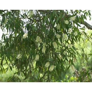 Tinh dầu tràm gió nguyên chất