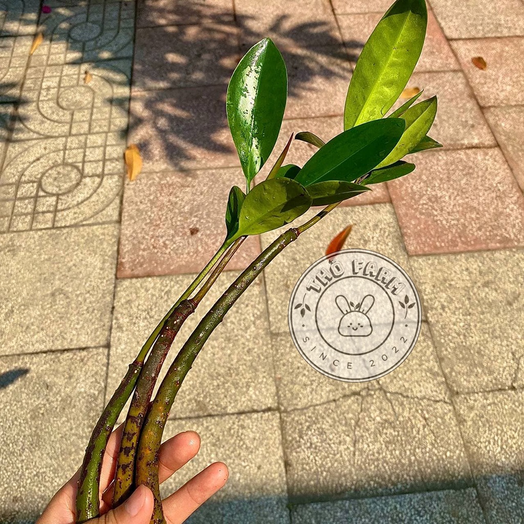 Cây Đước Con - trang trí thủy sinh, hòn non bộ, tiểu cảnh - biotope - bán cạn