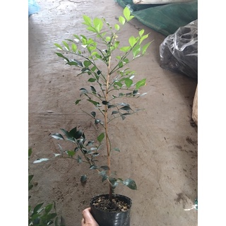 cây nguyệt quế giống (40-50cm)
