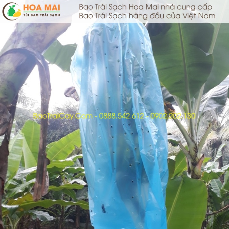 100 cái Túi bao buồng chuối Nylon xanh đục lỗ thoáng khí 70x140
