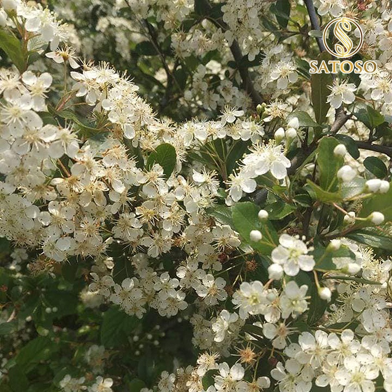 Mật ong trắng hoa Blong Song nguyên chất tốt cho sức khỏe SATOSO SA126