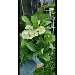Xương rồng bát tiên hoa trắng C8 nhánh đều cao 30-35cm