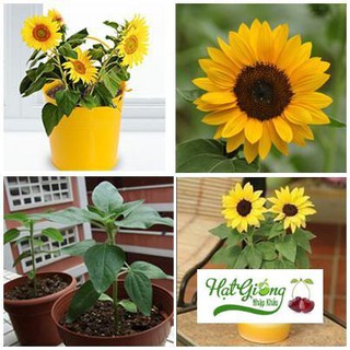 Hạt giống hoa hướng dương lùn 30 hạt LINH NGOC
