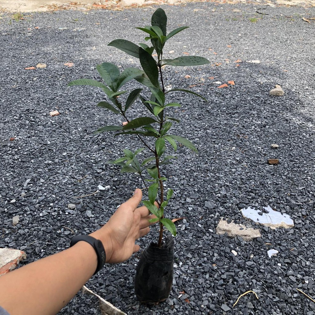 [Cây giống] Cherry Brazil - Grumichama (Eugenia brasiliensis) giống chuẩn, chịu nhiệt tốt, cực sai trái - cây cao 30-50c