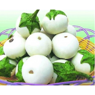 Hạt giống Cà pháo trắng - Cà muối