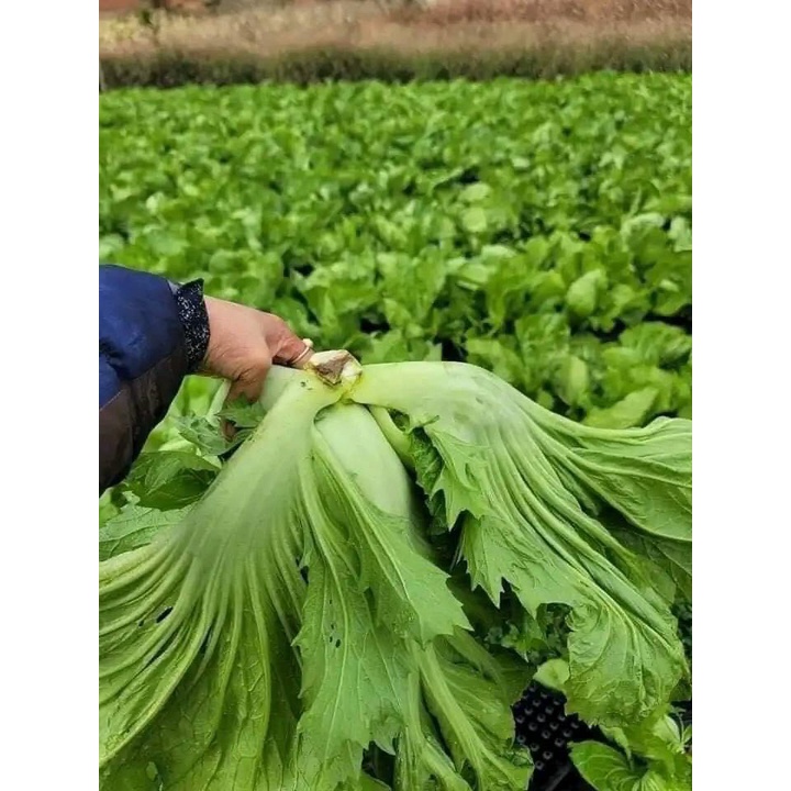 Hạt Giống Cải Bẹ Dưa Phú Nông Gói 20gr