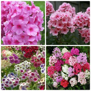 [GIÁ GỐC] Hạt giống hoa Thanh Trúc Mix - 50 hạt