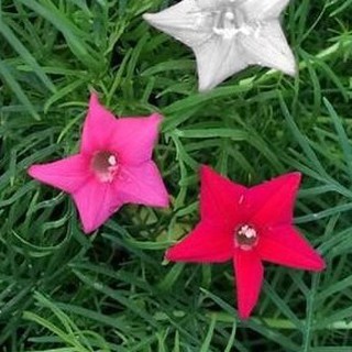 20h Hạt Giống Hoa Tóc Tiên Leo Mix Màu luckyseed hạt siêu rẻ