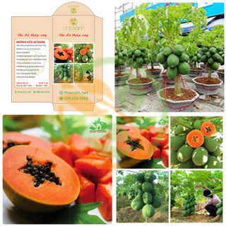 Bộ 1 gói hạt giống Đu đủ thấp cây - THEXANH