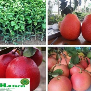 Cây bưởi vỏ hồng ruột đỏ - Trung Tâm Giống NUA + Tặng 01 cây dâu da đất ( bòn bon)