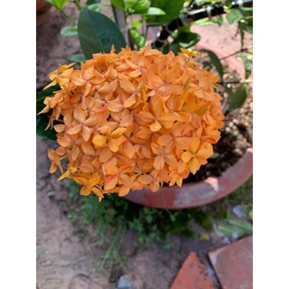 Mẫu đơn mỹ vàng nghệ