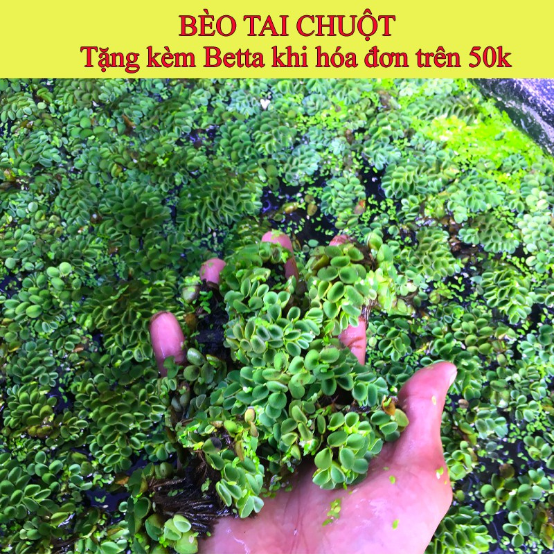 Bèo Trứng làm thức ăn cho Betta và Guppy