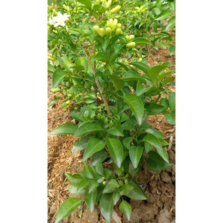 Cây Nguyệt Quế ( cây cao 20-30 cm )