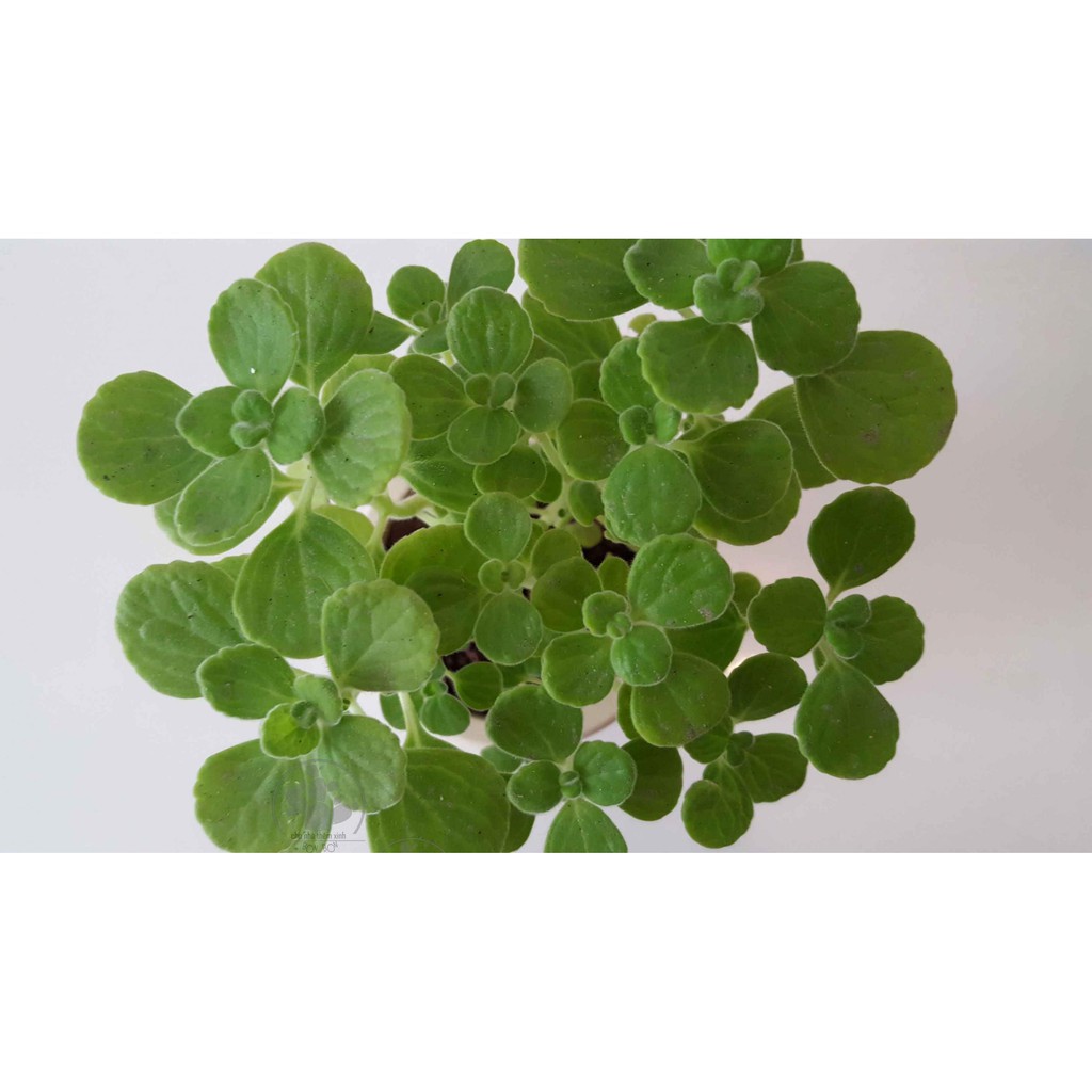 Sen Thơm - Chậu Cây Cảnh