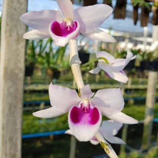 phi điệp(giả hạc) 5 cánh trắng 5ct HỌNG TÍM