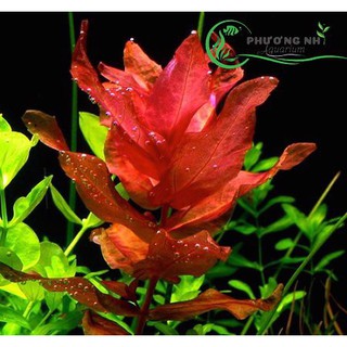 Cây thủy sinh Hồng Hồ Điệp