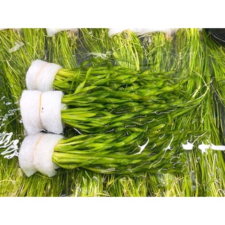 Cây Hẹ Xoắn Thuỷ Sinh (Trung Cảnh)