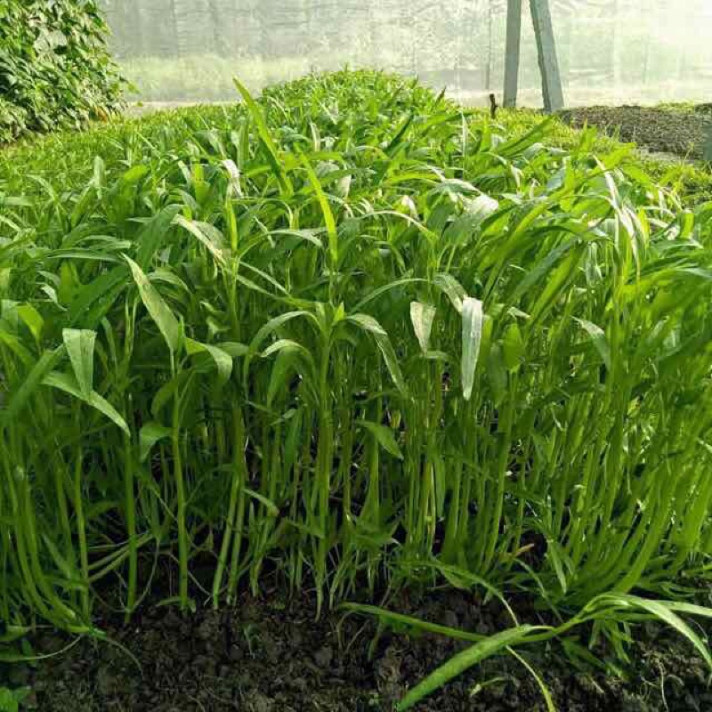 Giống rau muống lá tre_50g_Hạt giống Hóa nông_Giống vàng chất lượng.