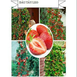 Dâu tây leo đỏ