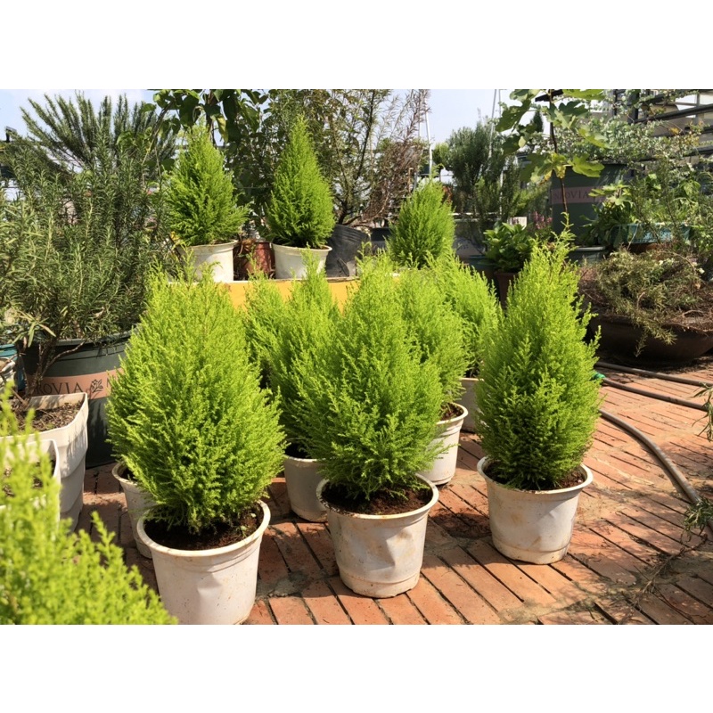 Nội thành HN - Cây tùng thơm, tùng chanh lemon cypress