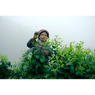 NƯỚC DƯỠNG DA TRÀ XANH [STORY OF THE FOREST]