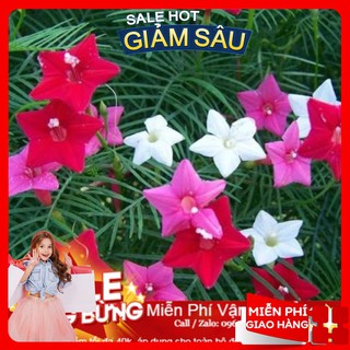 Hạt giống hoa tóc tiên mix - 10 hạt / gói
