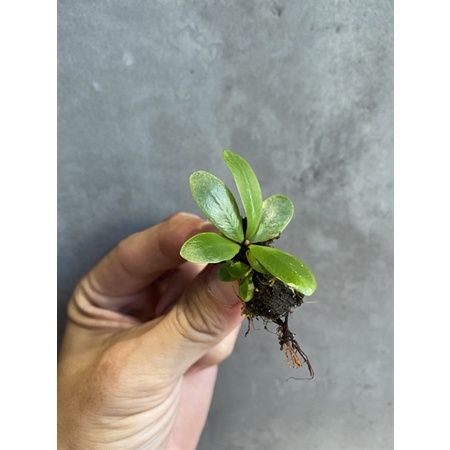 Ổ phụng mini - set bình terrarium, gắn lũa, đá hồ bán cạn