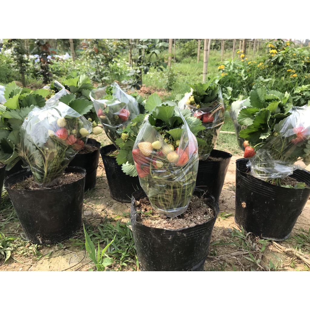 DÂU TÂY HANA HÀ NỘI