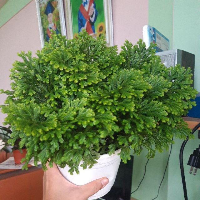 Rêu quyển bá