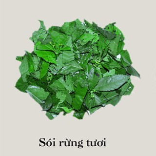 Cây sói rừng