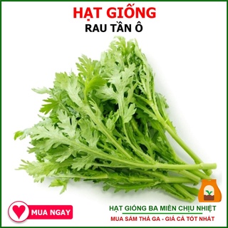 20G - Hạt Giống Rau Tần Ô (Cải Cúc)