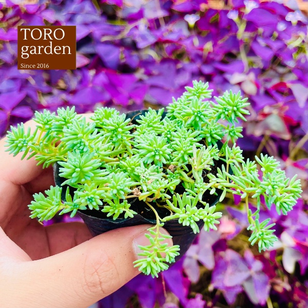 Sen đá sedum cơm Đà Lạt size bé cây cảnh trang trí nhà cửa Toro garden