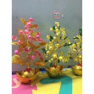 Cây đồng tiền hoa đào mai chưng Tết!