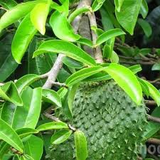 Công dụng của lá mãng cầu xiêm, Lá mãng cầu xiêm điều trị ung thư