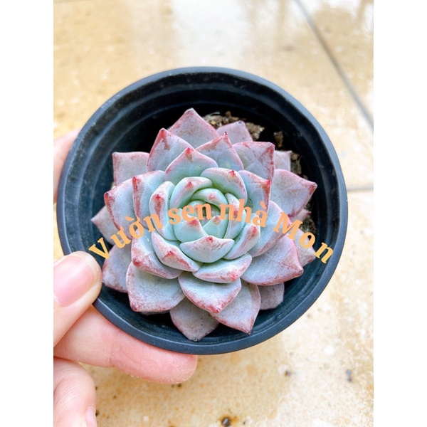 Sen đá chim Hồng, sen đá pink bird 7-10cm